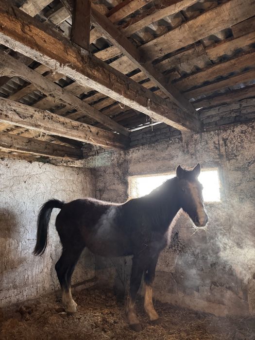 Продается жеребчик (2 года).