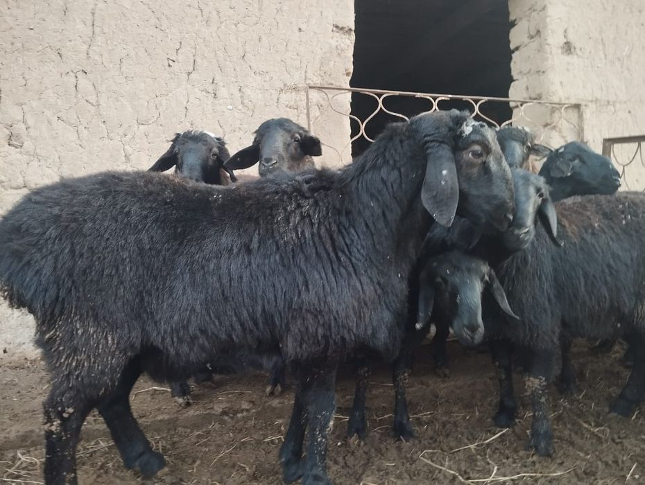 Тоқты қошқарлар сатылады