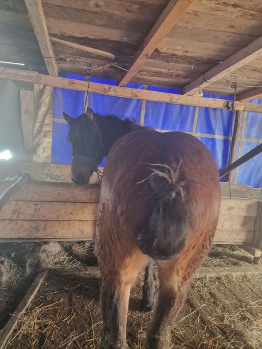 Mănz de vânzare cu pașaport