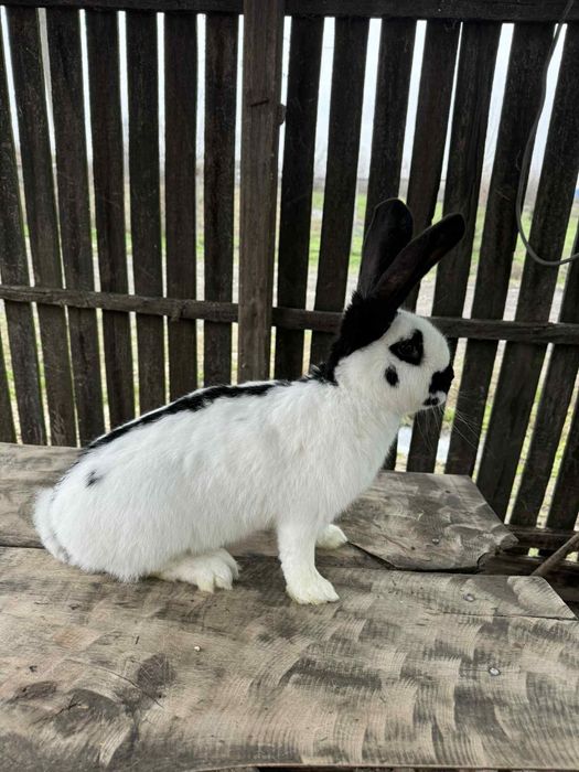 Vând iepure fluture german