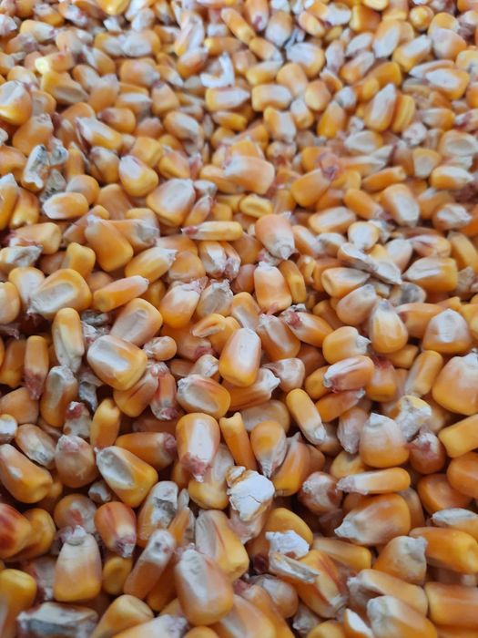 Vând cereale: porumb, grâu, orz, mazăre