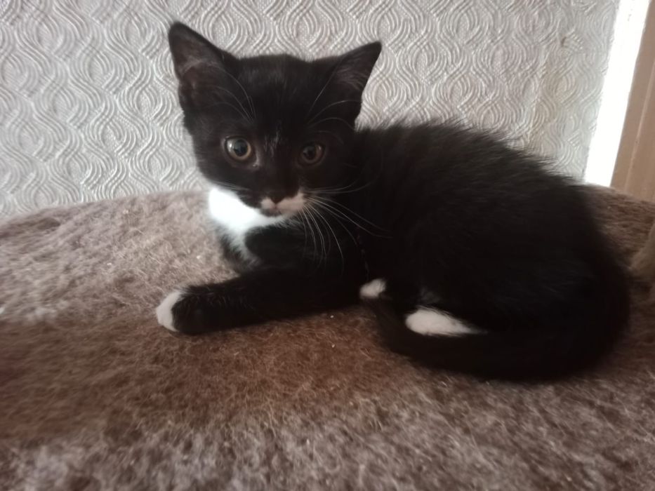 Котята ищут дом!