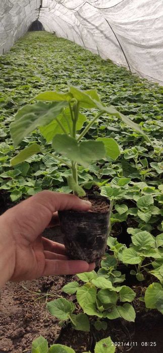 Pavloniya  pavloniya nihollari koʻchatlari