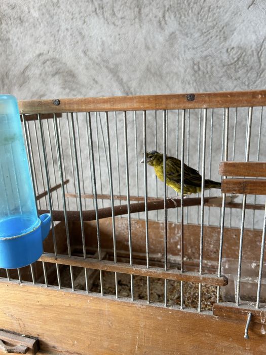 Самка канарейки обмен