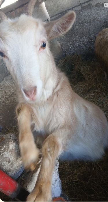 Vând căpriță de un an și. O capră care trebuie să fete și o oaie și mi