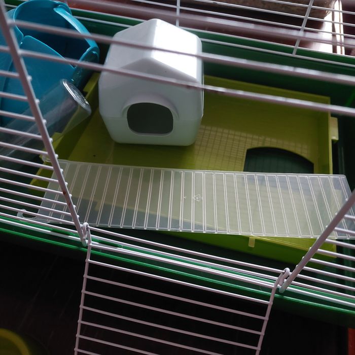 Cusca hamsteri , rozatoare