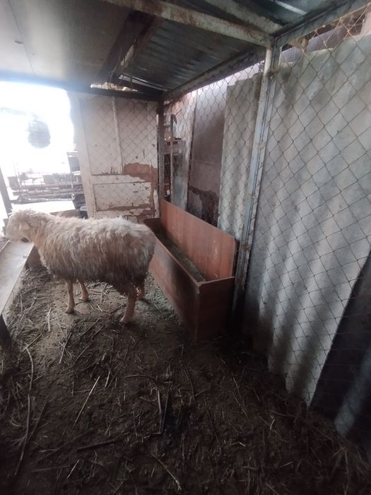 Продам жирную токтышку ,