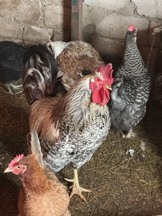 Продам молодых Петухов