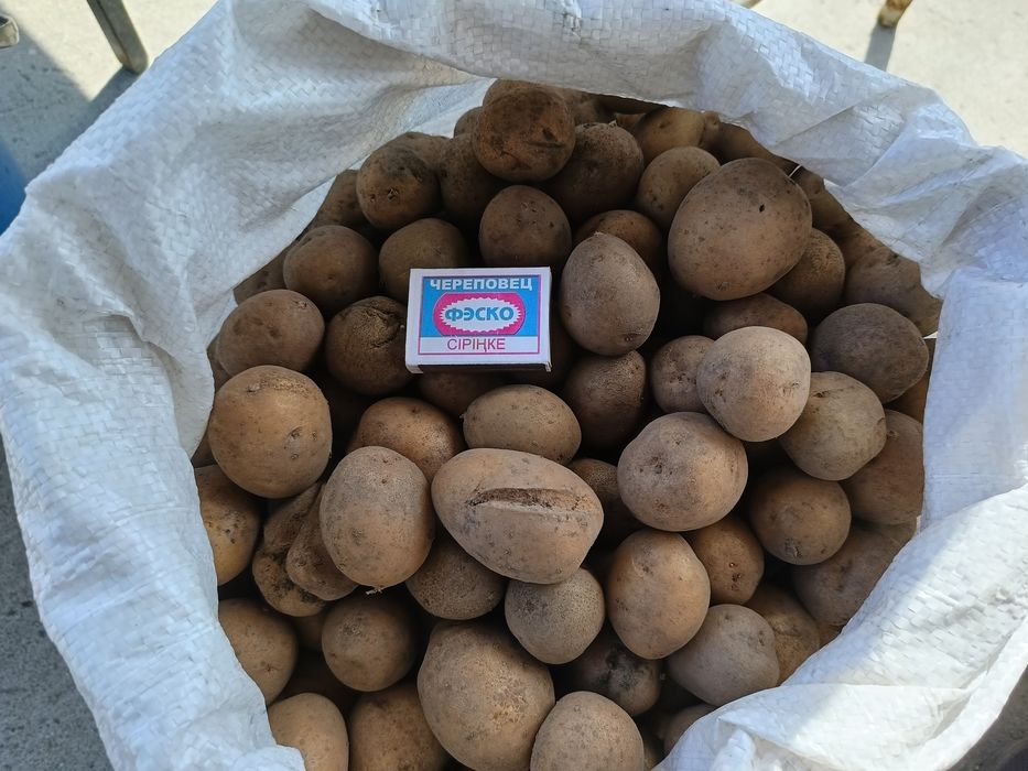 Продам семенной картофель