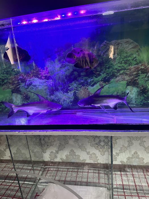 Baliq Akula 4 dona akvarumi bilan