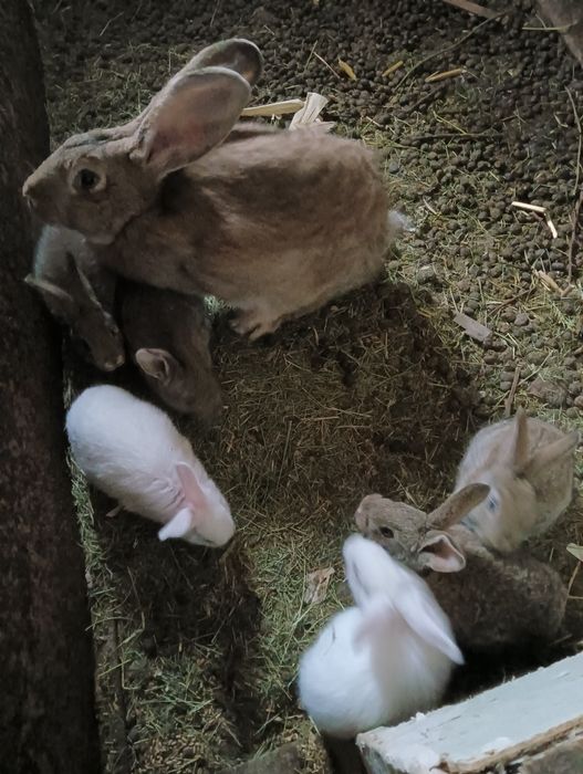 Продаются крольчата,1мес по 1700т