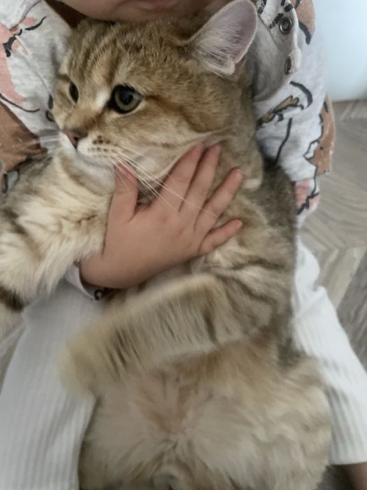 мысык тегин пародистый