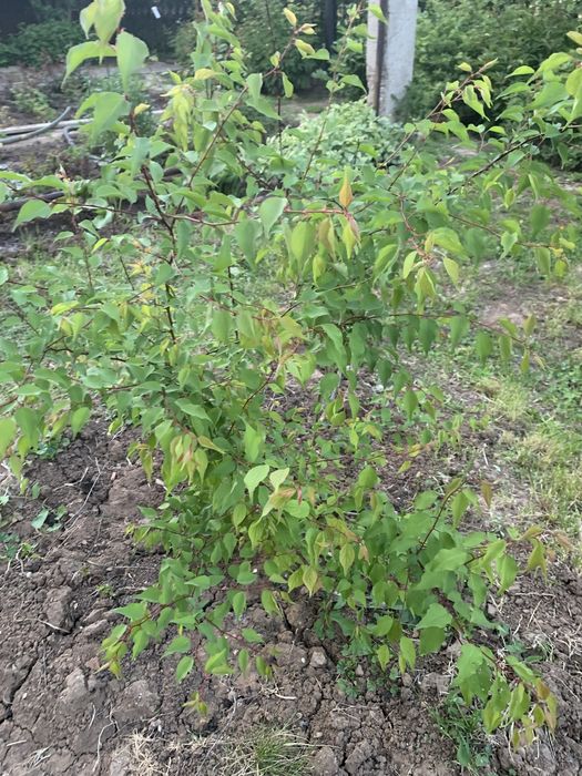 Саженцы абрикоса