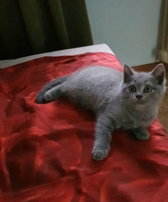 Шикарные котяьа, девочки голубого окраса