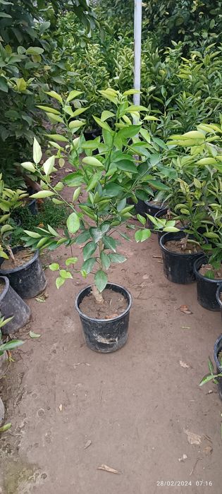 koʻchatlar dehqonchilik