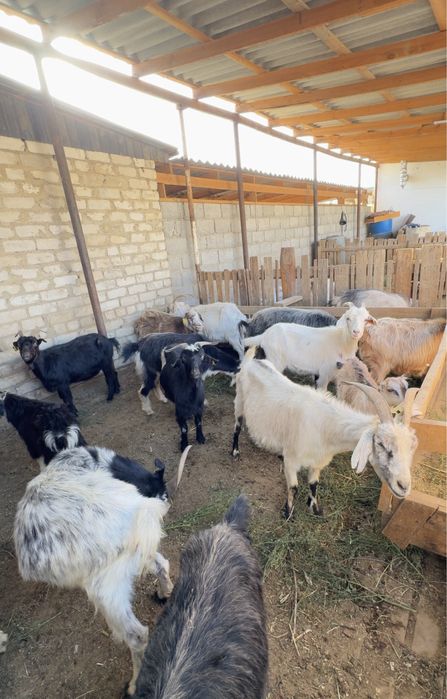 Ешкілер бар арзан бағасы келісімді