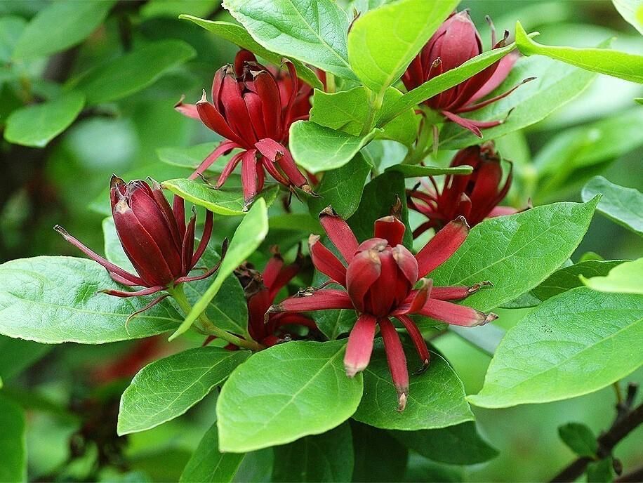 Цветущий кусиарник Каликант