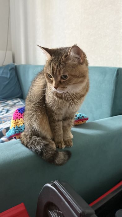 Отдадим игривую кошку за шоколадку