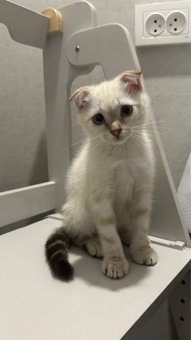 Шотландский вислоухий котенок