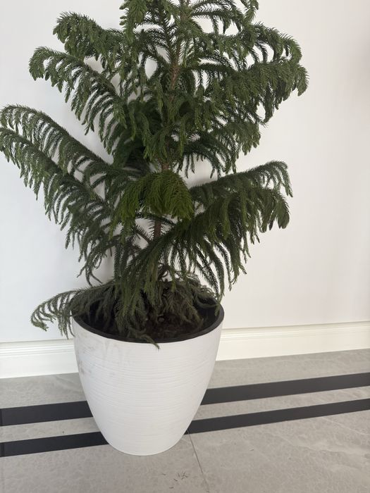 Tuvak donasi 50.000 mindan .