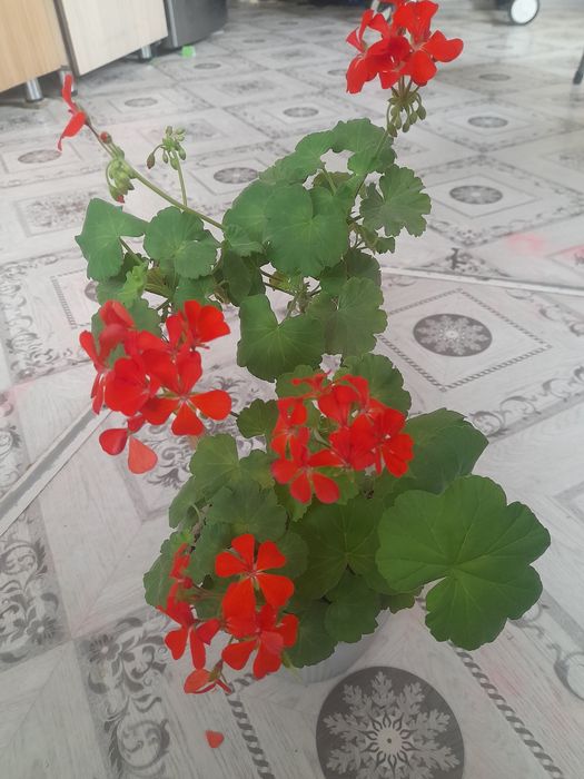 Продаётся Герань