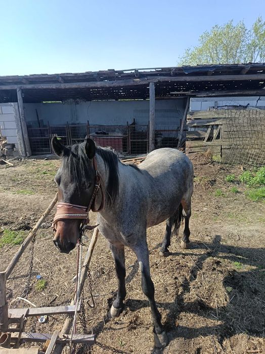 Vând armăsar 4 ani garantat la căruță la orice...