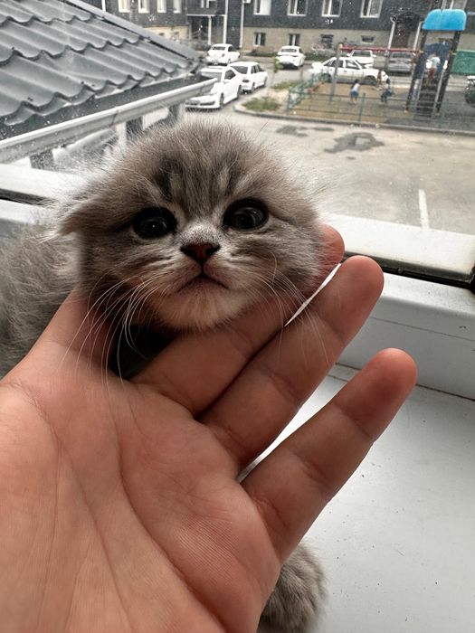 Продам кота 2 британски выслоухи