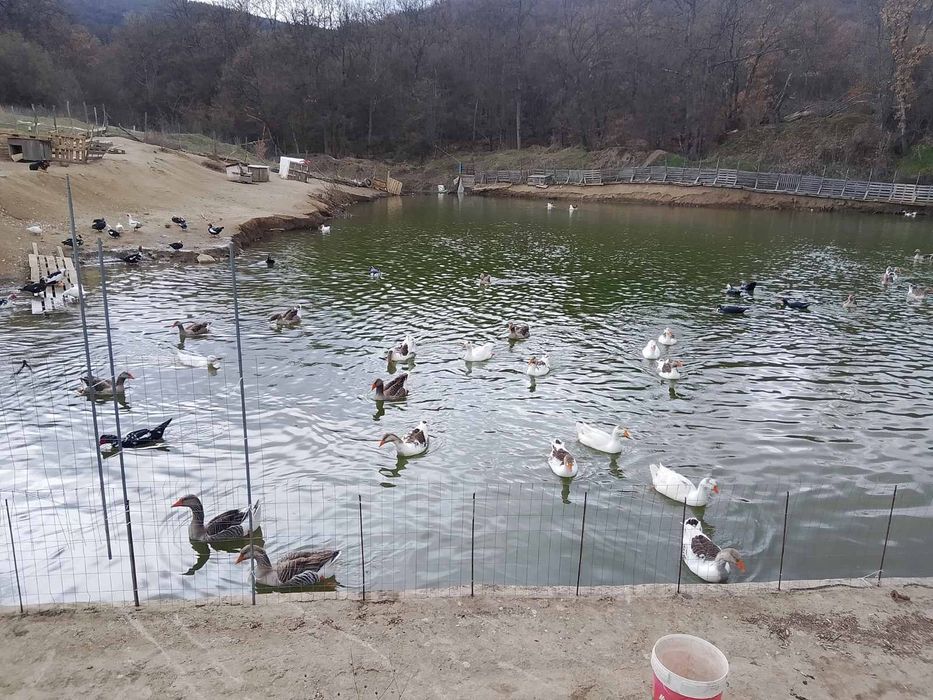 Продавам оплодени яйца от патици