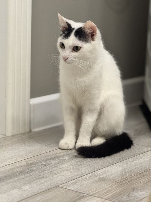 Молодая кошка ищет семью.