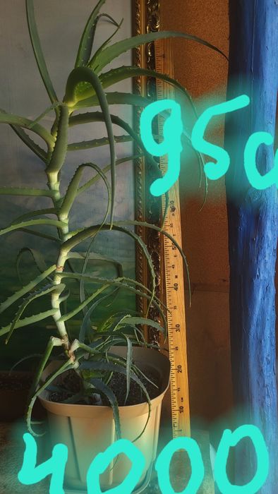 Продам алоэ много летний