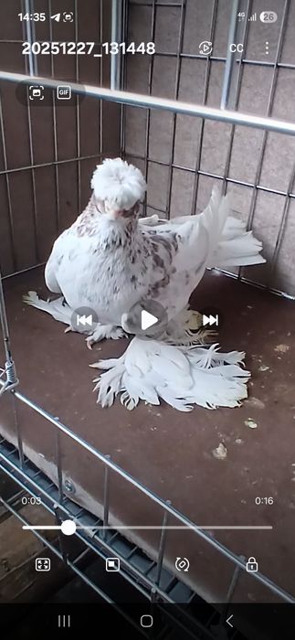 Гульбадам молодой