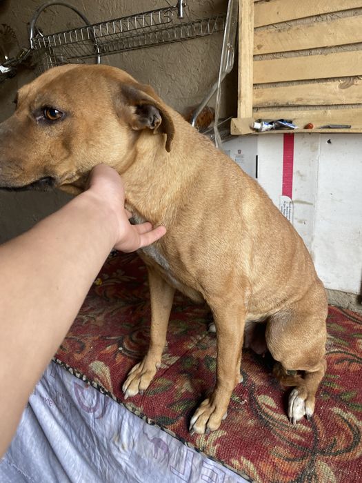 Кучук пидбул айол