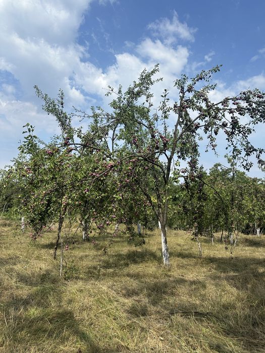 vând prune culese si ne culese