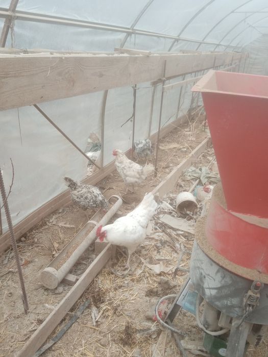 Инкубационные яйца