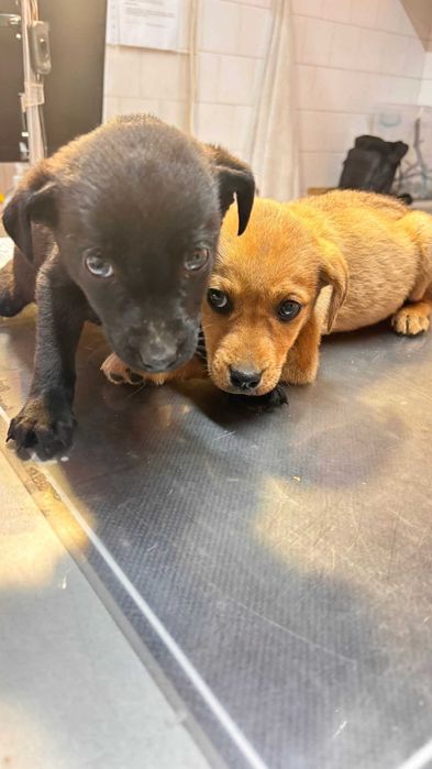 ПОДАРЯВАМ Пинчер смесен с чихуахуа