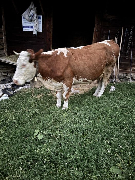 Vând vaca de 10 ani