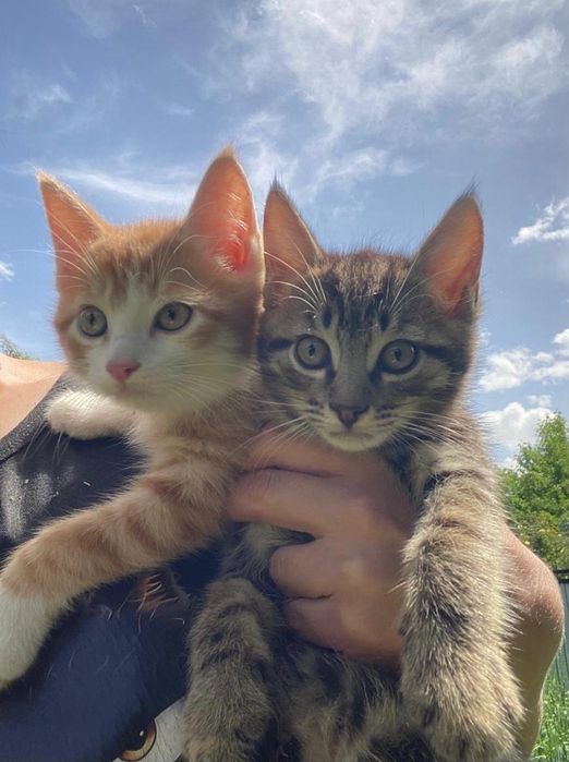 Котёнка в добрые руки