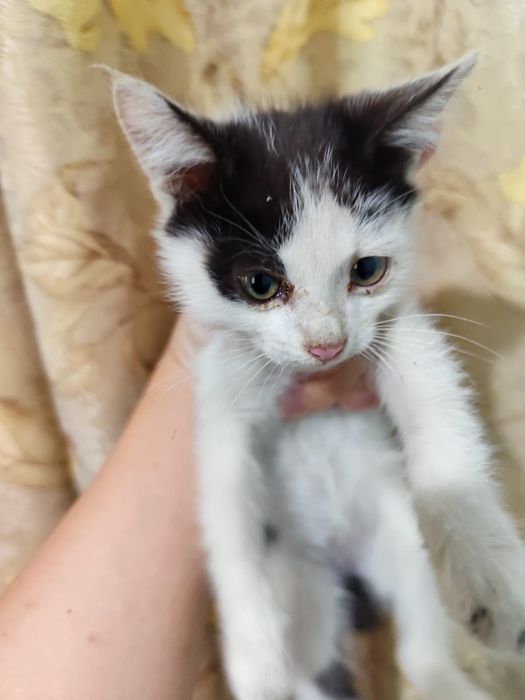 Отдам котят бесплатно