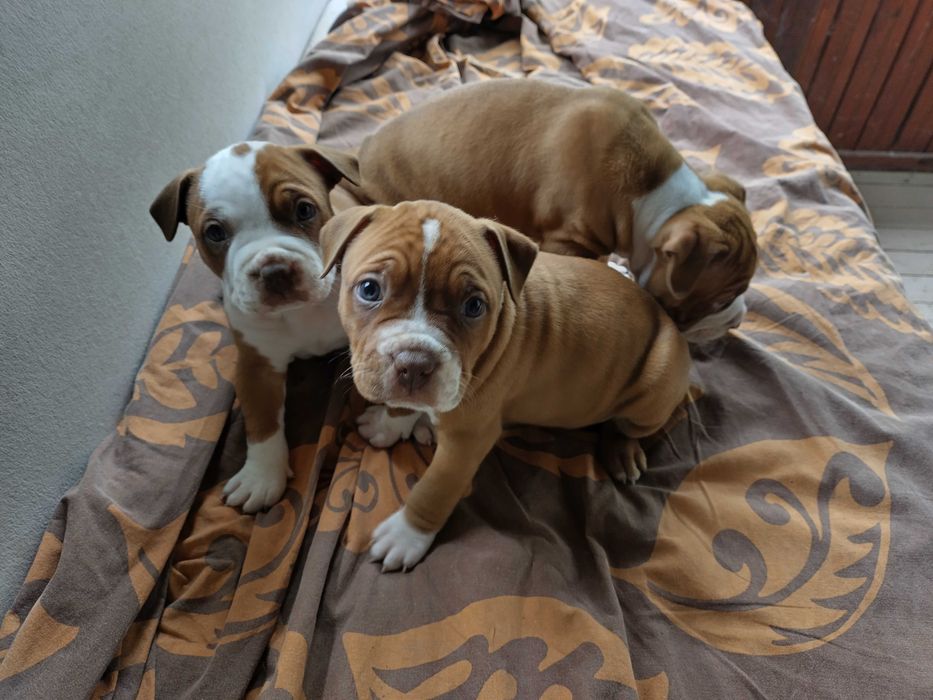 Американски питбул териер ,,Ред ноус''(American pitbull terrier Red nose)