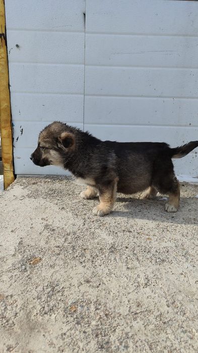 Отдам даром щенков