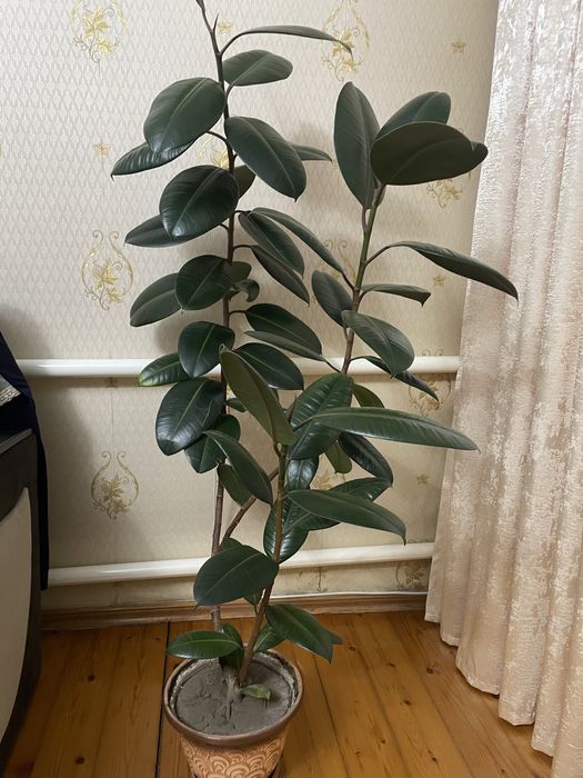 Комнатное растение Фикус!!!