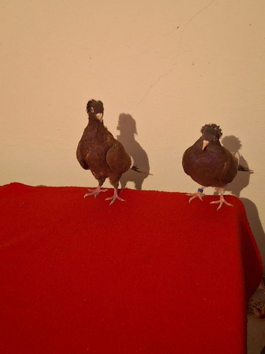 Продам кормильцев американцы