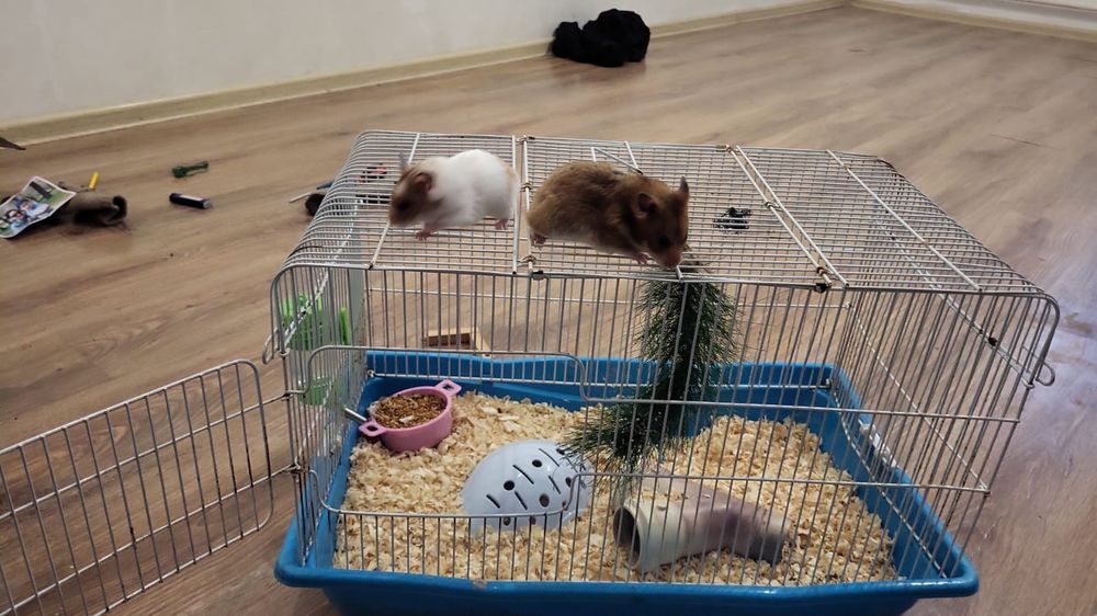 Хомяк сатылады набор