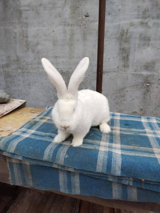 3 masculi de Urias German