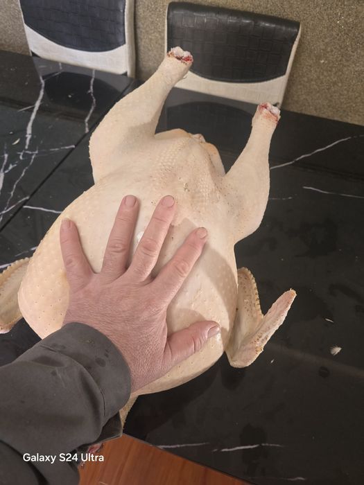 Свежие тушки индюшек