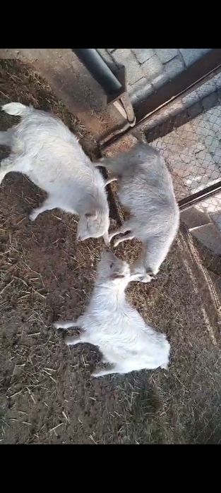 Козлы, лактар, ешкы