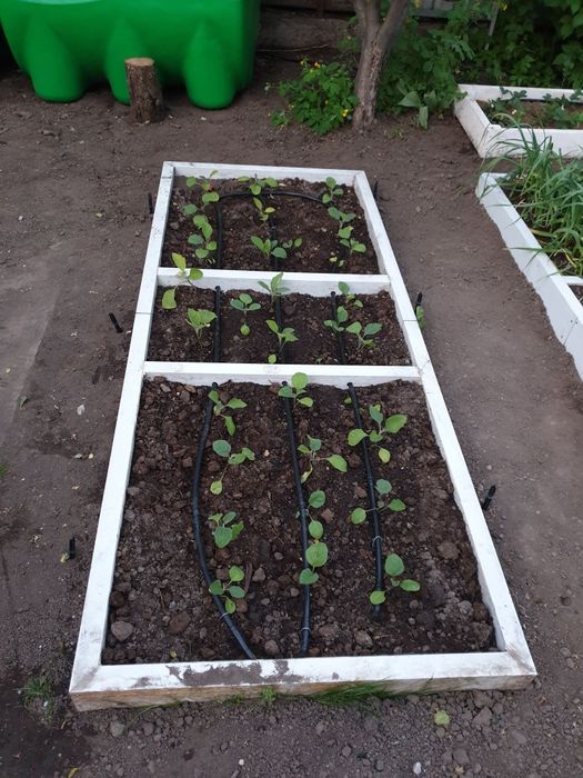 Автополив под ключ