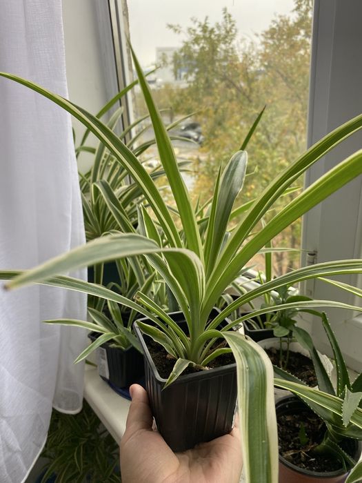 Комнатные растения