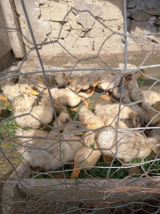 Boboci de rata 3 saptamani