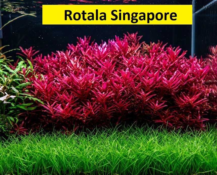 Oferta Plante rare de acvariu - Preturi economice